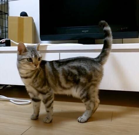 部屋の中にいる小さな虫と格闘する猫の動体視力がすごい ねこのきもちweb Magazine