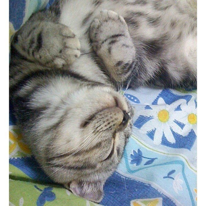 @tacos_cat