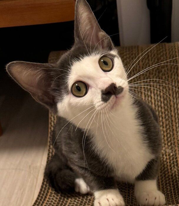 お迎え当時のプランスくん