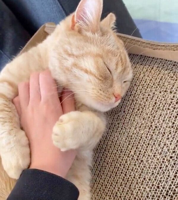 撫でるのをやめようとする飼い主さんを引き止めるむーくん