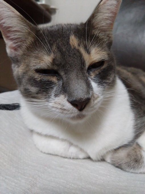 ウトウトしている猫