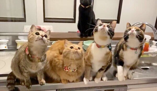動きがシンクロする猫ちゃんたち