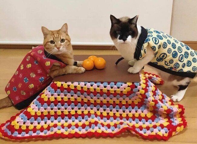 猫雑貨に関する記事一覧 ねこのきもちweb Magazine