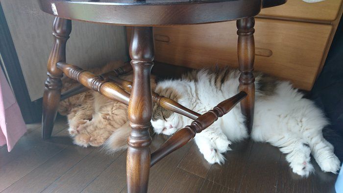 もふもふスコたん 写真