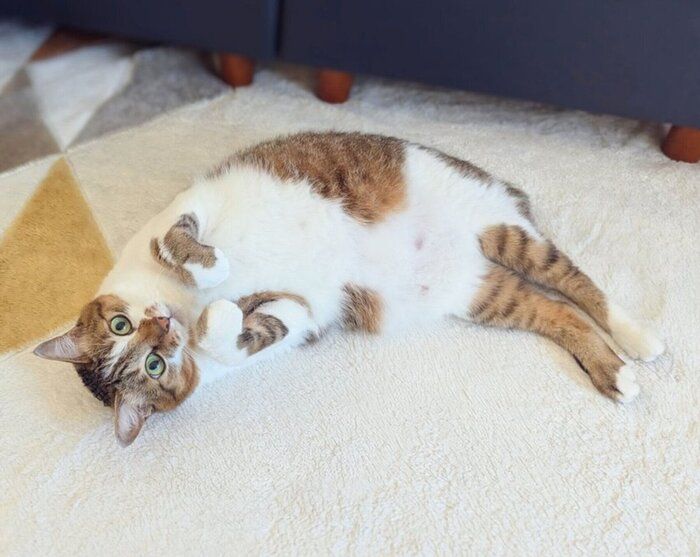 寝転がるつくねちゃん
