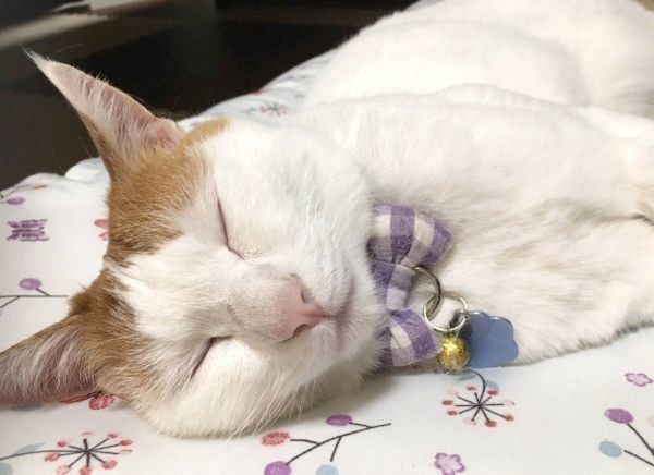 寝る猫