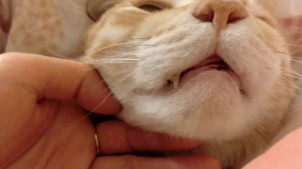 布団に入る猫