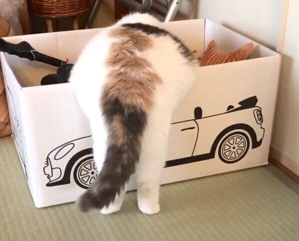 おもちゃ箱を物色中のねね子ちゃん