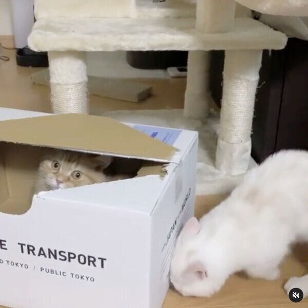 プースケくんからされるがままのマルコちゃん