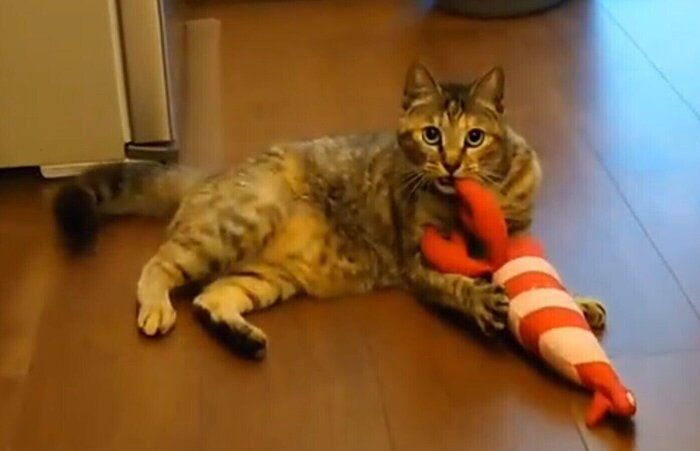 おもちゃで遊ぶ1才8カ月の猫