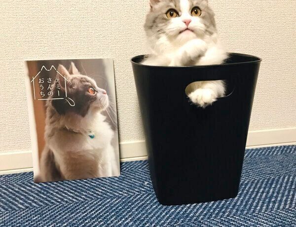 ゴミ箱に入るテミーちゃん