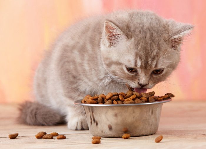 フードを食べる子猫
