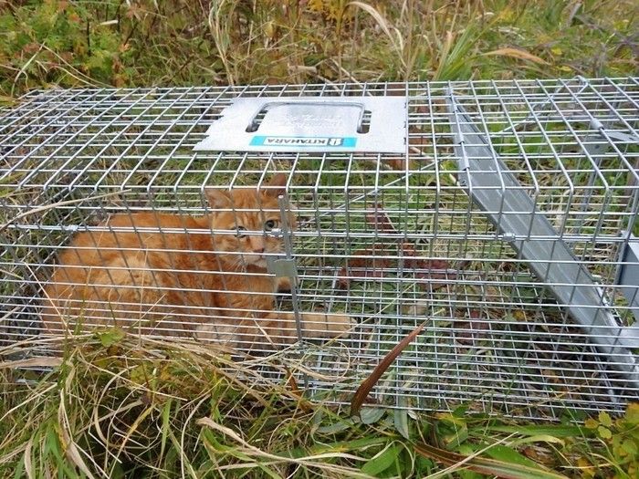 捕獲器にかかったノラ猫の写真。「人なれしていないので、とても怯えた表情で写っています」(石郷岡さん)(画像/北海道海鳥センター)