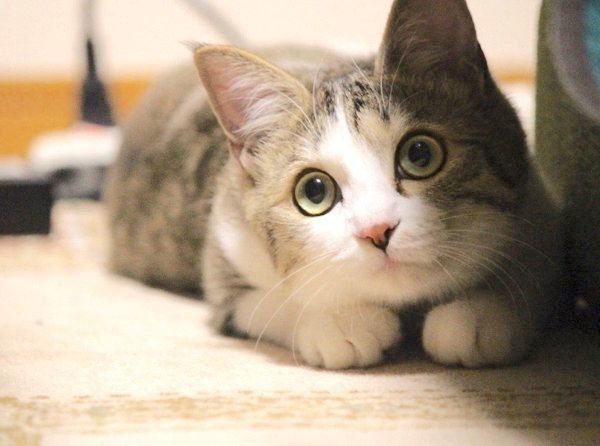 伏せをするなるちゃん