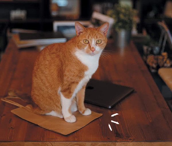 袋に乗る猫