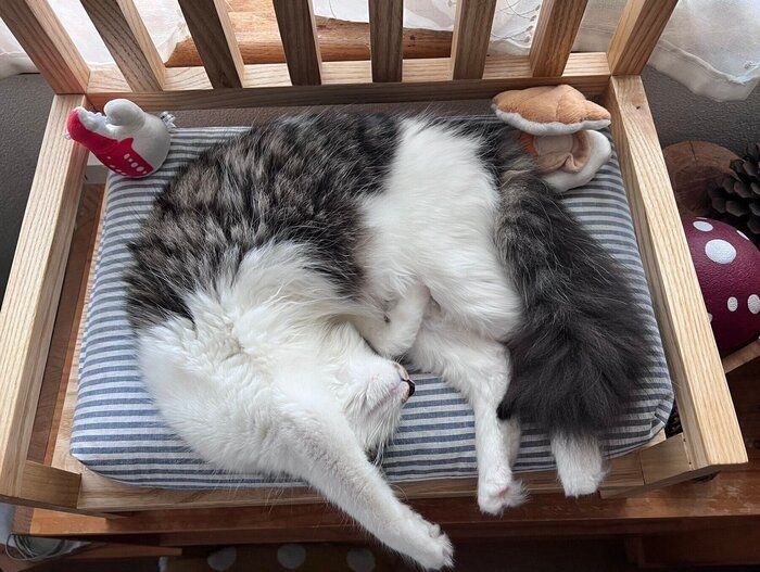 無防備に眠るエリザベスちゃん