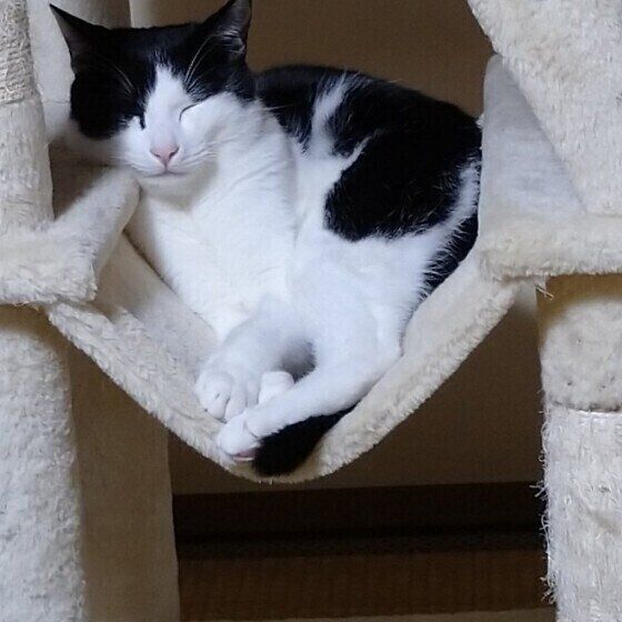 眠る猫