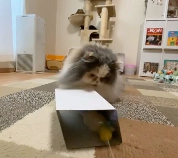 おもちゃのほうが気になるごまちゃん