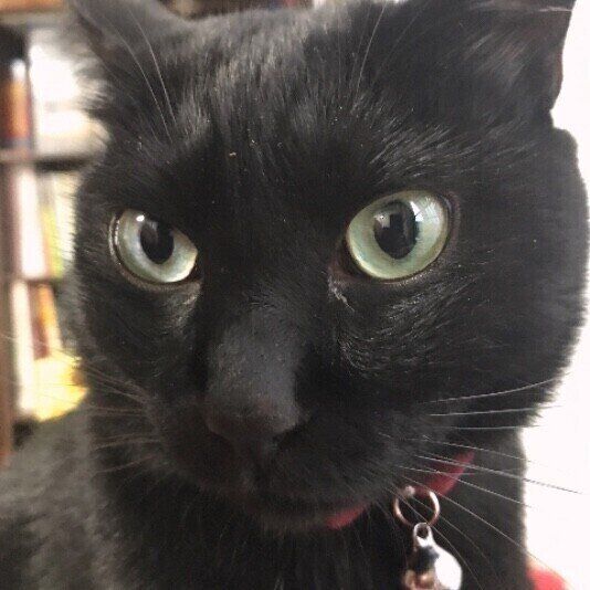 見つめる黒猫