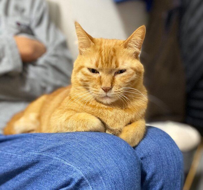 膝の上に乗るつぶちゃん