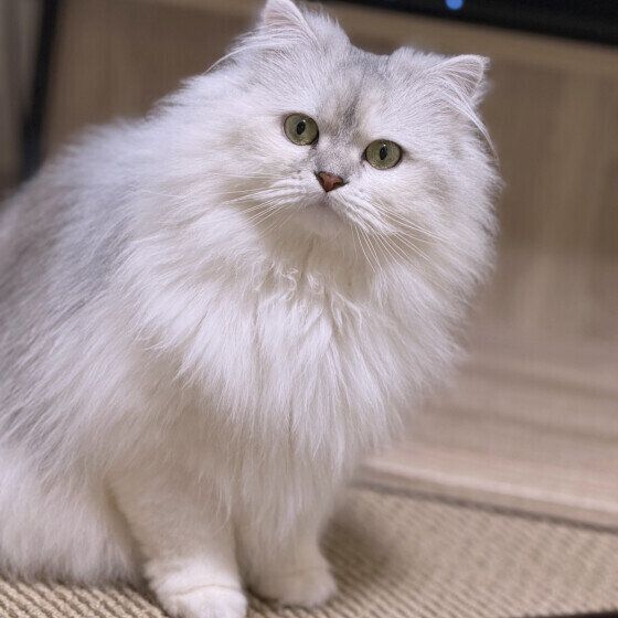 ラガマフィンのここちゃん