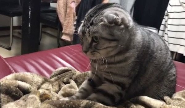 音楽にあわせてフミフミする猫