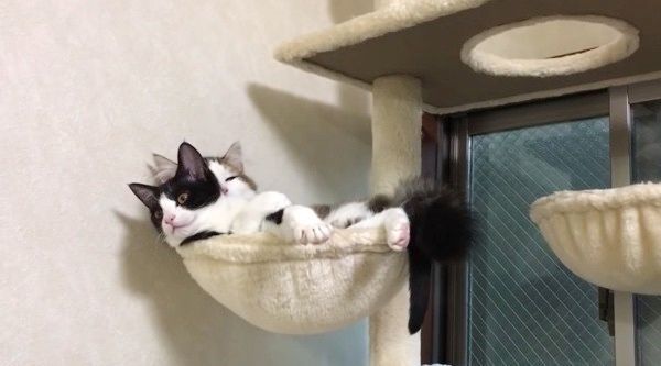 眠る2匹の猫