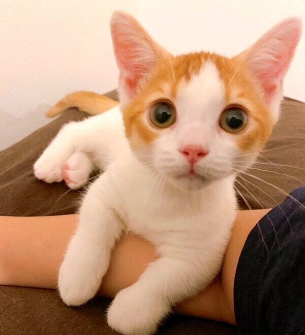 見つめるもち丸くん