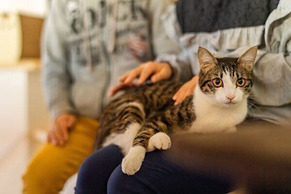 なでてもらう猫