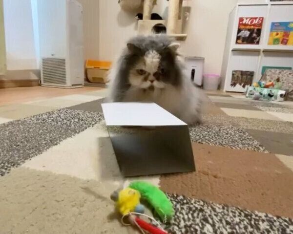 おもちゃのほうが気になるごまちゃん