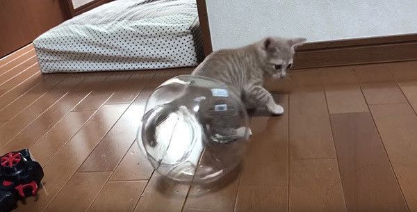 瓶の中の猫