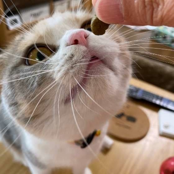 おやつをもらうスコティッシュフォールド