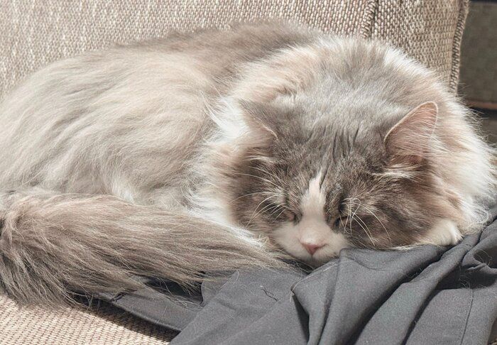 飼い主さんの服の上で寝るたおくん