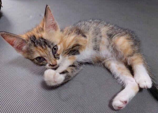 寝転がるるるちゃん