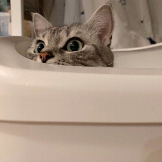 トイレに入るアメリカンショートヘア