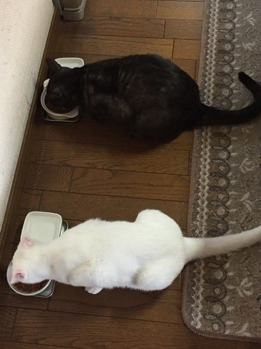 仲良くごはん