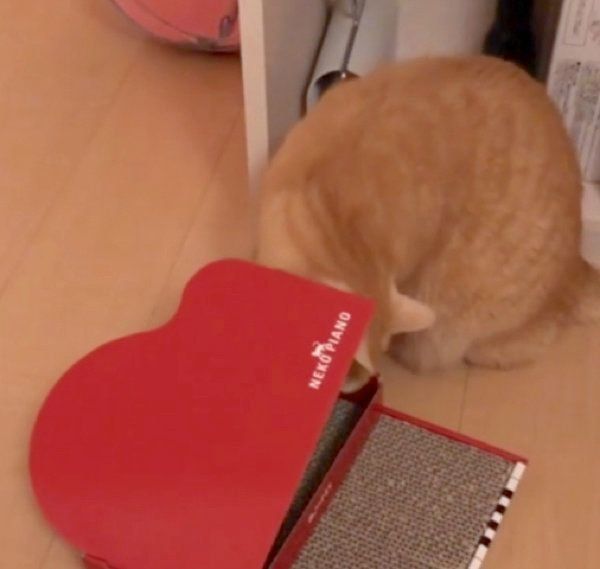 爪とぎ器で遊ぶ猫