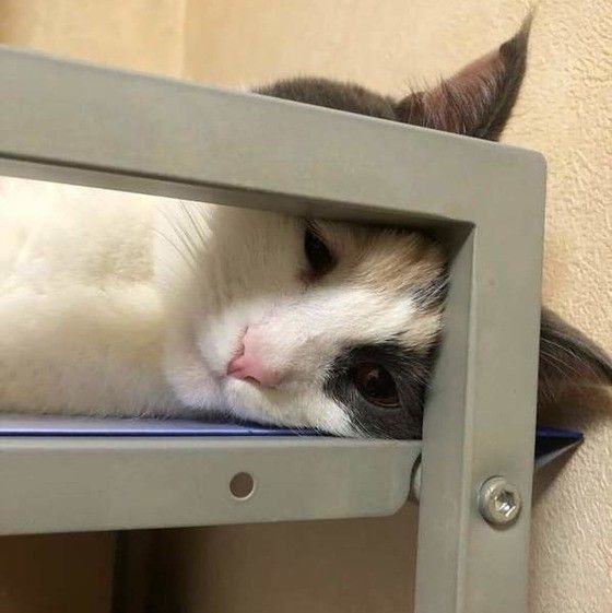 眠る猫