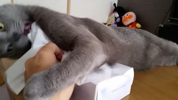 怒る猫