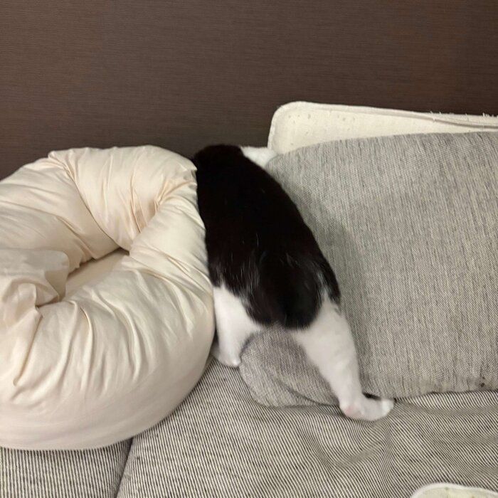 ボールを捜す琥珀くん