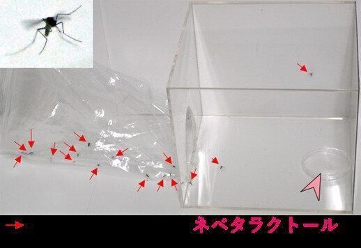 撮影/宮崎雅雄先生、上野山怜子さん