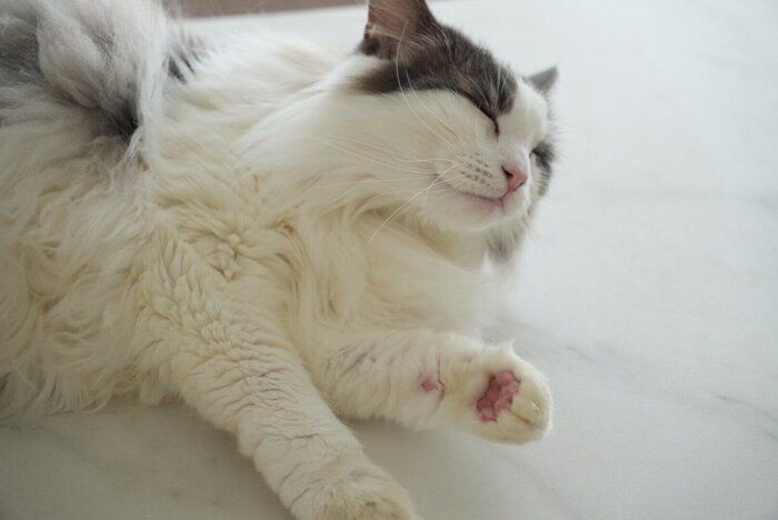 かわいい寝顔を見せるライムくん