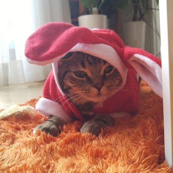 赤いウサギ~。