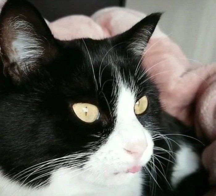 舌を出す猫