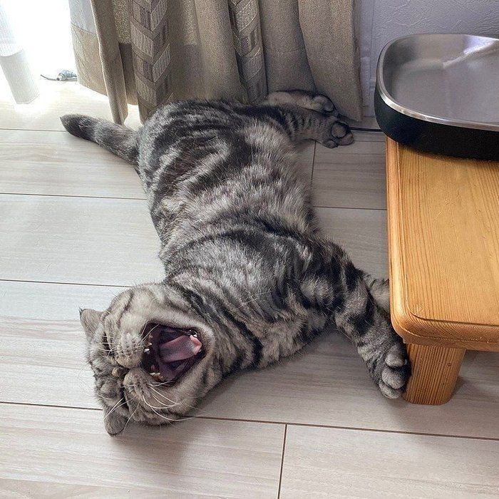@tacos_cat