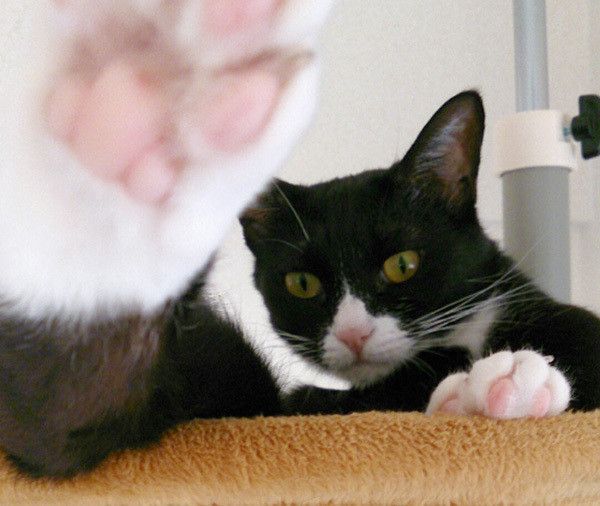 見つめる猫