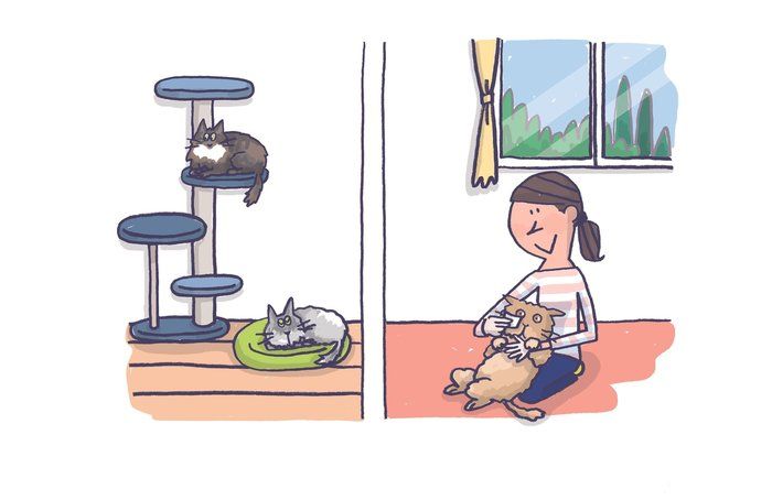 画像/2020年5月号「ねこの病気、そこが知りたい」