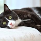 獣医師監修 猫のひげの役割って 抜けたり切ったりしても大丈夫 ねこのきもちweb Magazine