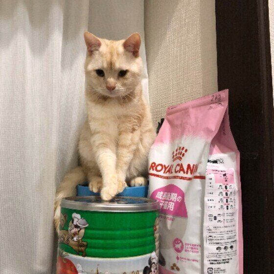 食べたいアピールをするアメリカンショートヘア