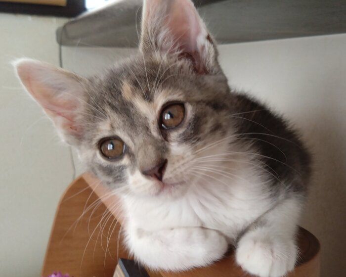 遠くを見る子猫